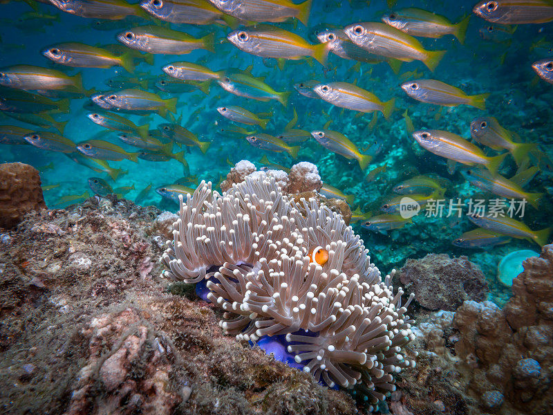 华丽海葵中的水下小丑鱼(Amphiprion ocellaris)